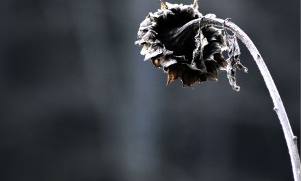 La solitudine, un fattore di rischio sottovalutato: “equivale a fumare 15 sigarette al giorno”